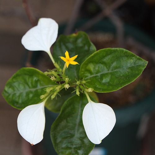 今日は白いお花たち