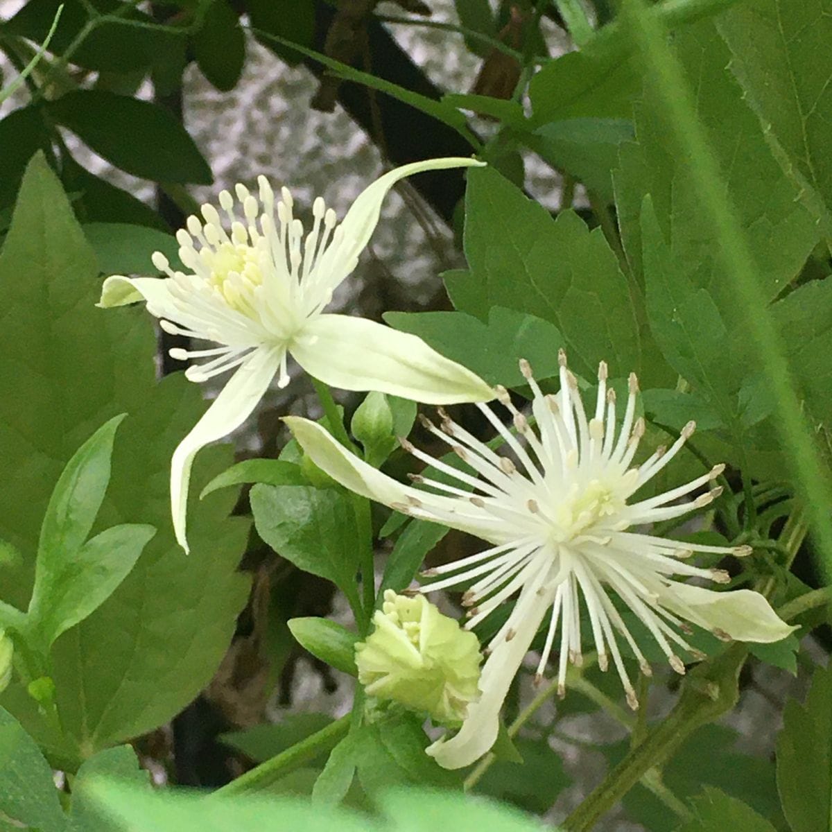 涼しくなって夏の花が？