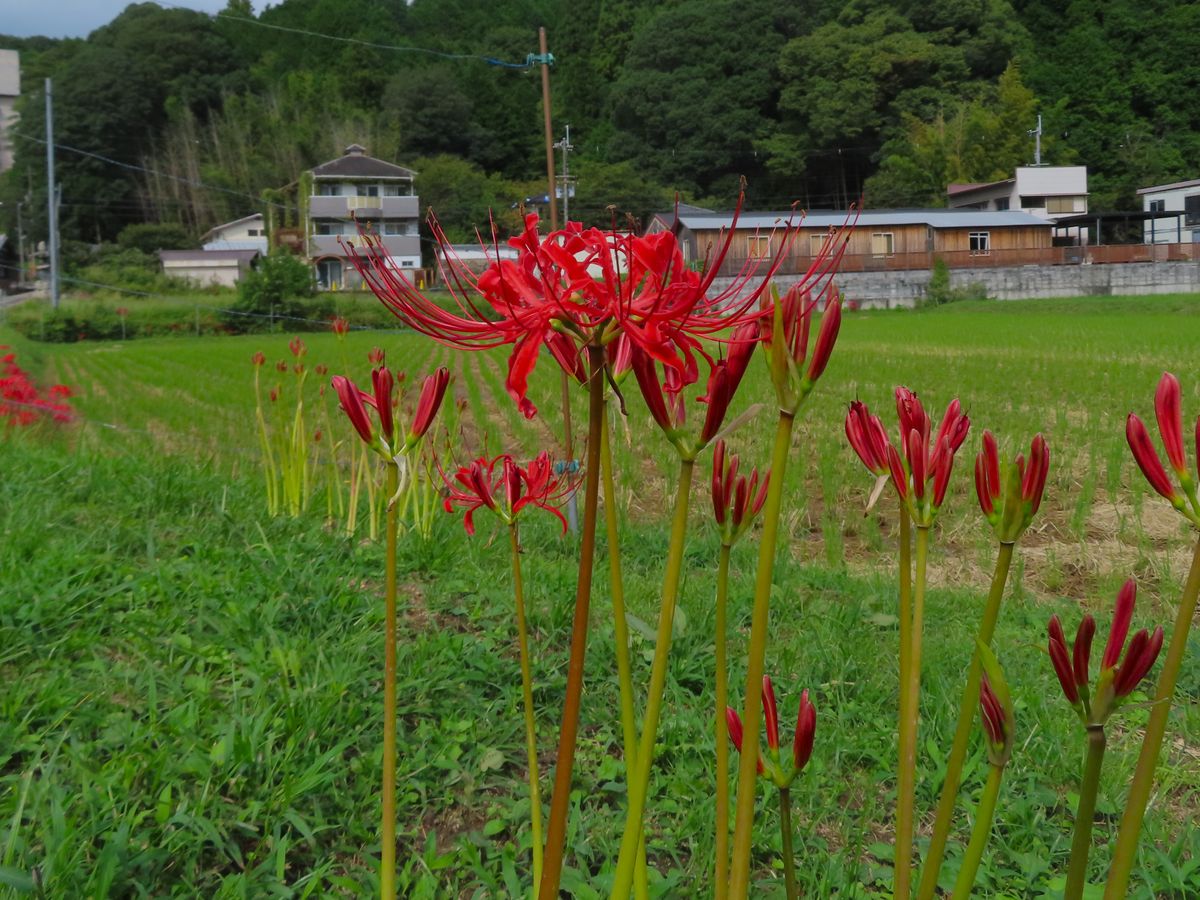 能勢のヒガンバナ