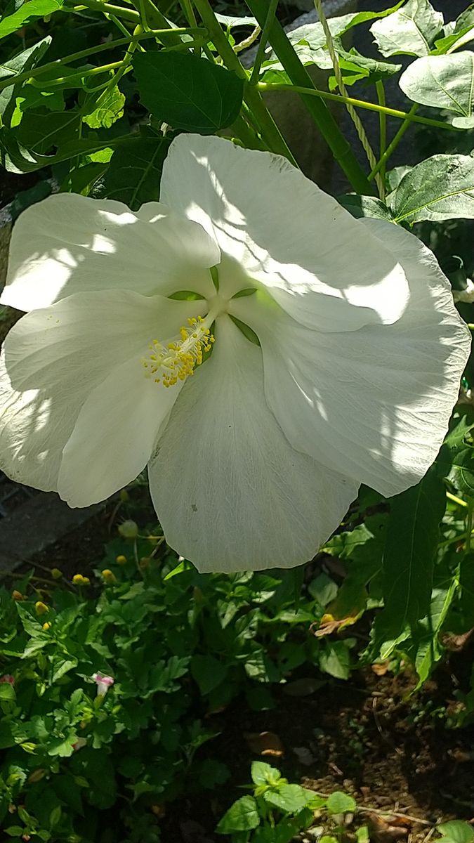 タイタンビカスの花と種