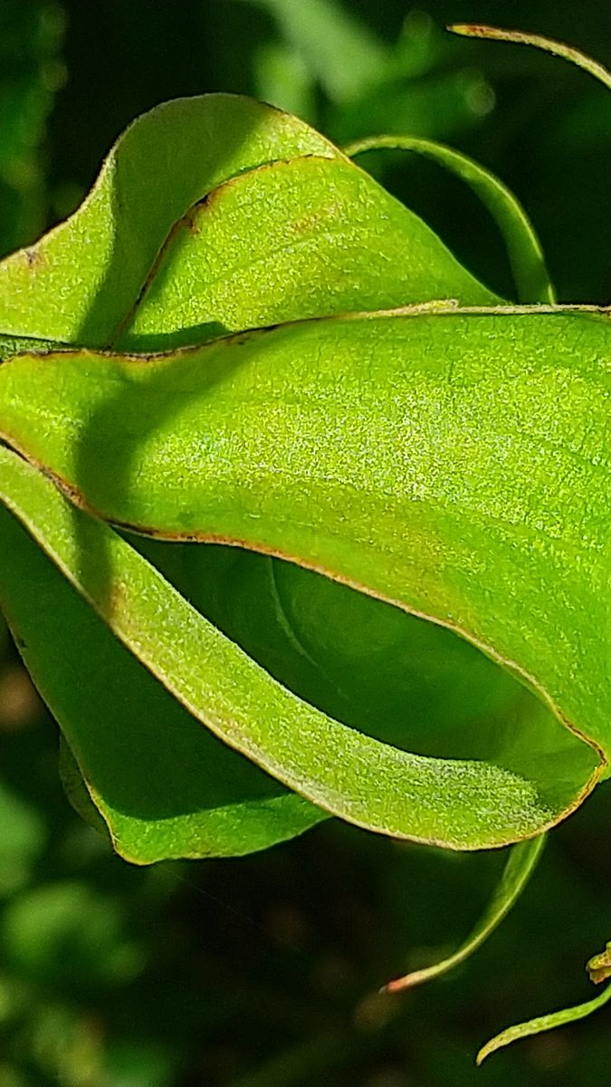 タイタンビカスの花と種