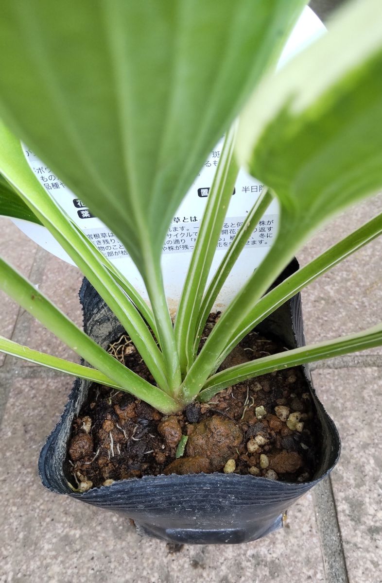 Hosta ‘Francee’ （ホスタ フランシー）