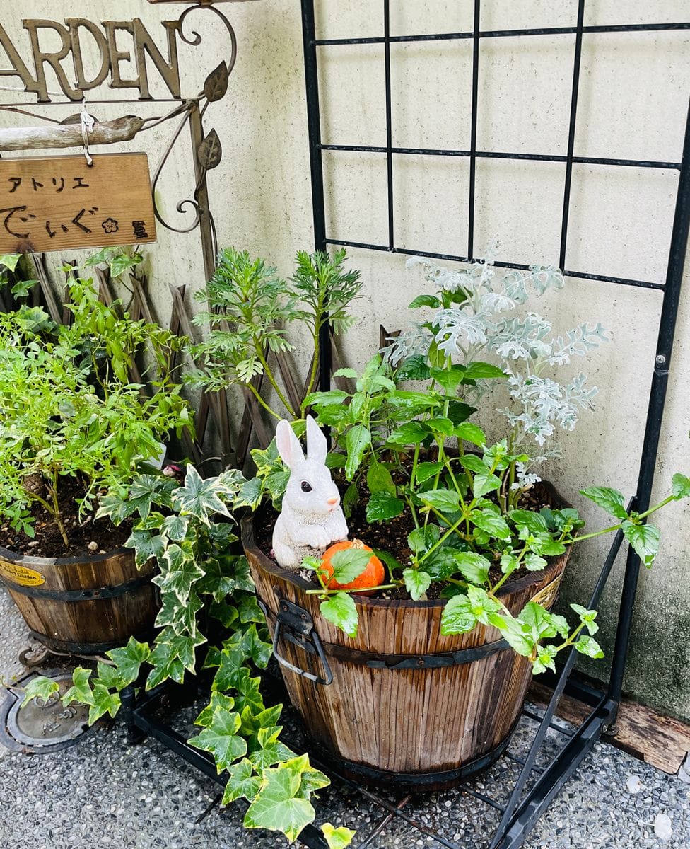 花が咲かない寄せ植えには😅