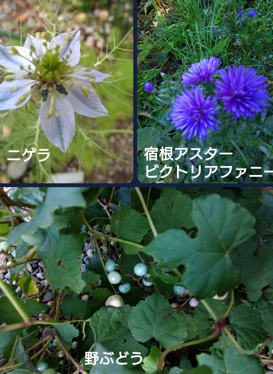 野ぶどうの実　ニゲラ　宿根アスタービクトリアファニーほか⚠虫の話題あり