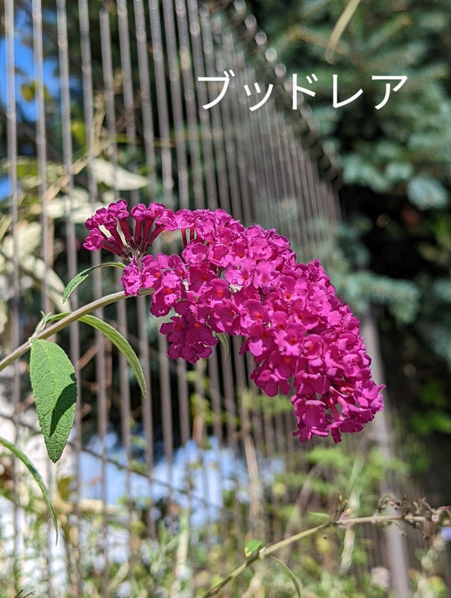 花友さんのお花達🥳