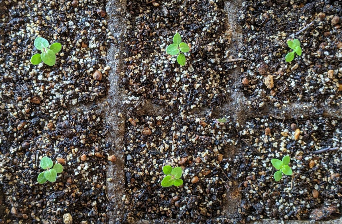 秋蒔き草花の植え替え：ストックと金魚草の１回目