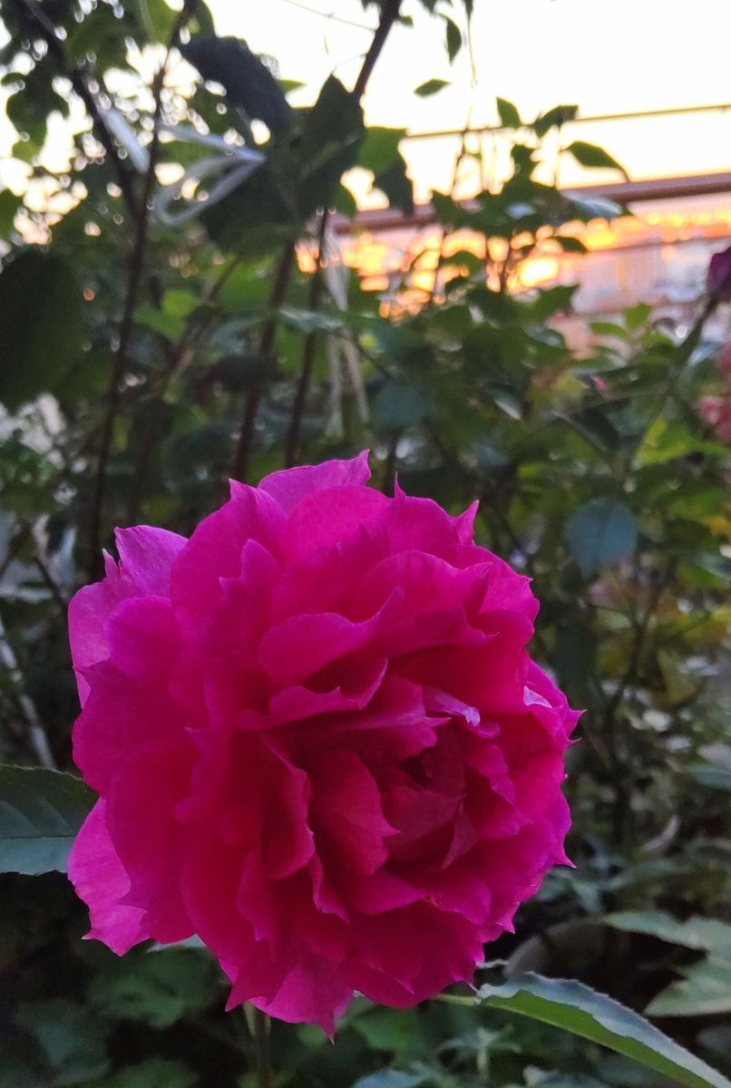 夕暮れの薔薇🌹