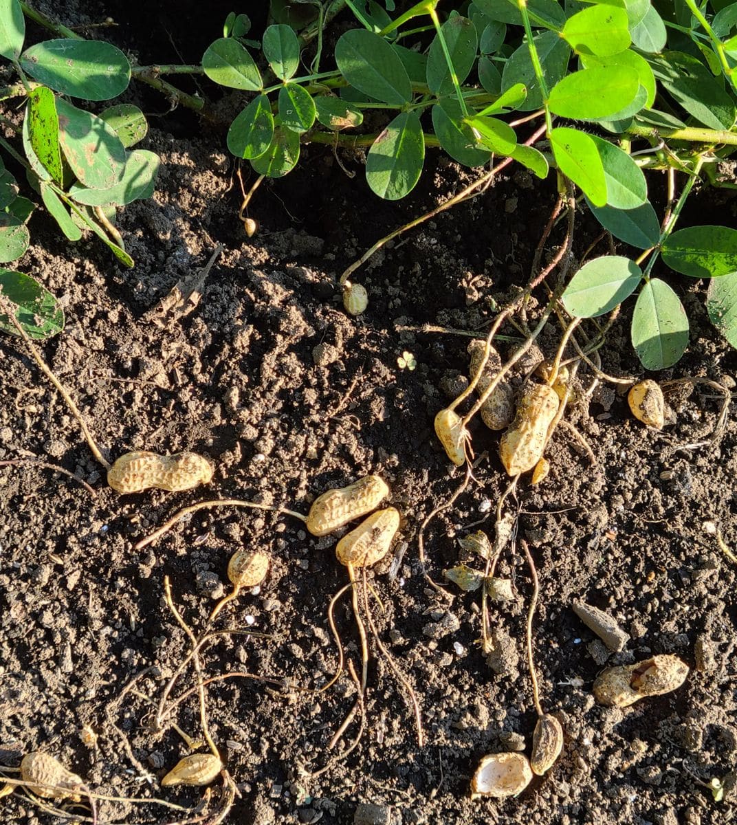 大根、落花生🥜。