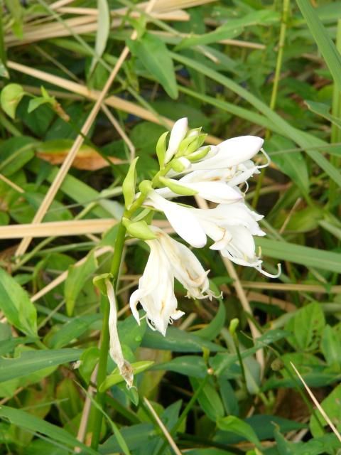 鉢植えなのに