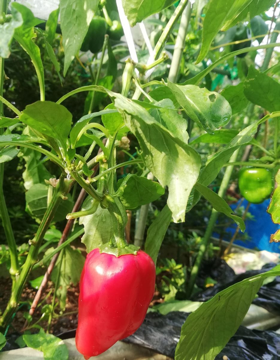 雨☔。ノウゼンカズラに昆虫。赤ピーマン。紫蘇に蕾。