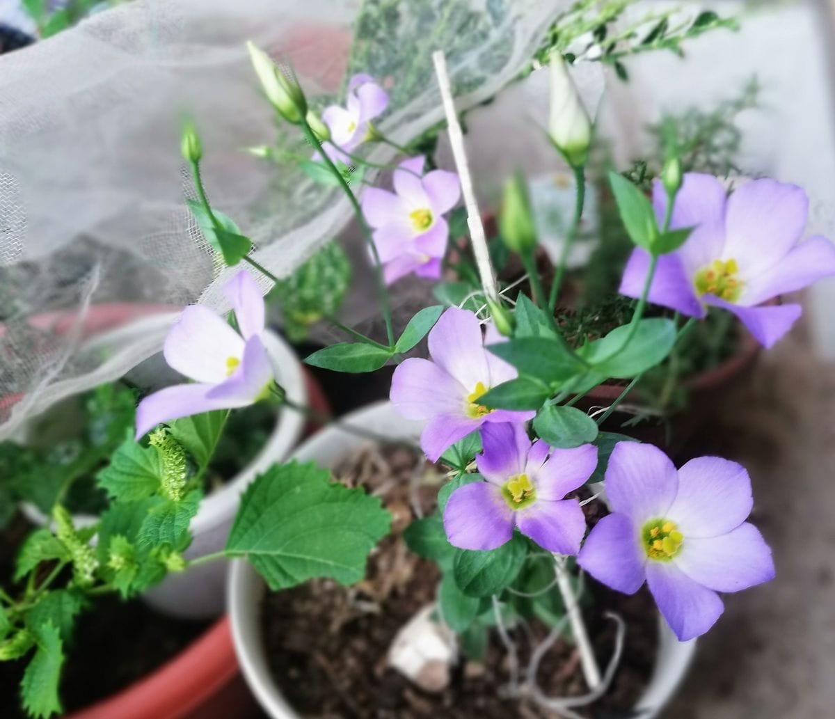 雨☔。ノウゼンカズラに昆虫。赤ピーマン。紫蘇に蕾。