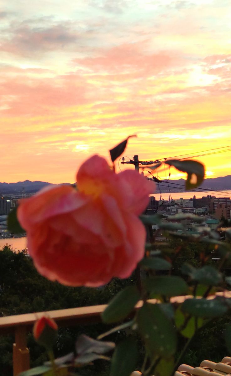 朝焼けの薔薇🌹