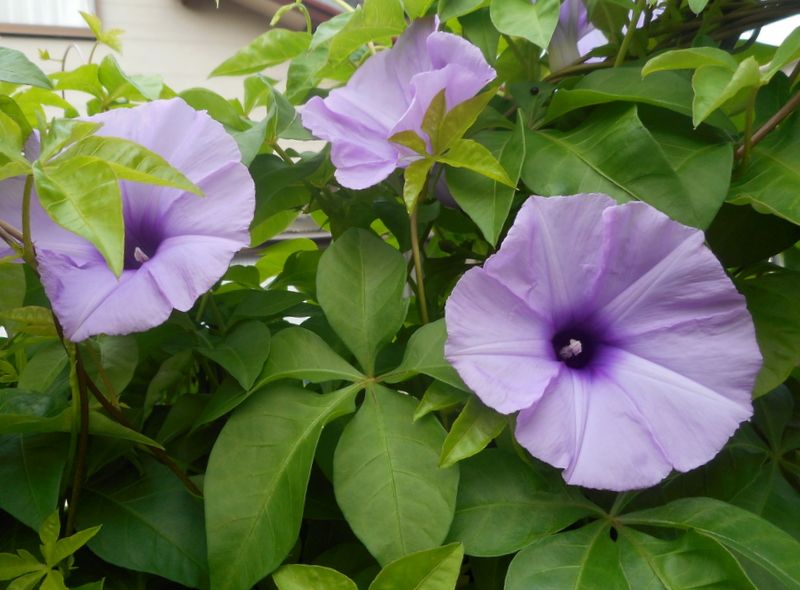 モミジバアサガオを片付けました 園芸日記by愛は花 みんなの趣味の園芸