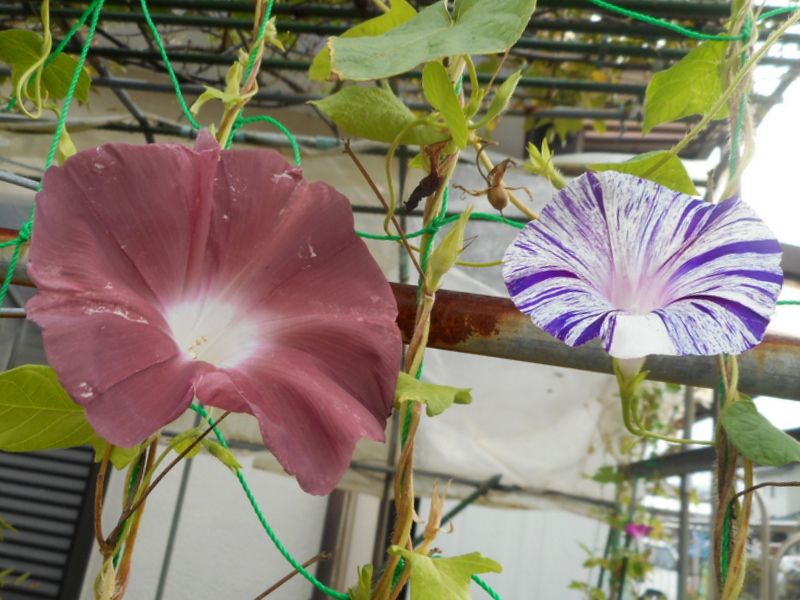 モミジバアサガオを片付けました 園芸日記by愛は花 みんなの趣味の園芸