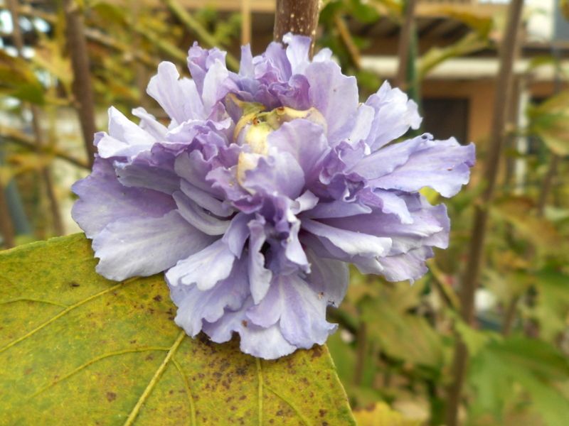 モミジバアサガオを片付けました 園芸日記by愛は花 みんなの趣味の園芸