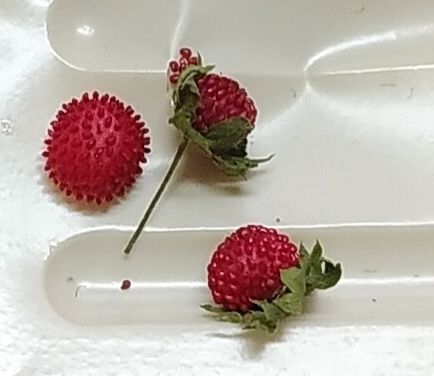 蛇苺🍓