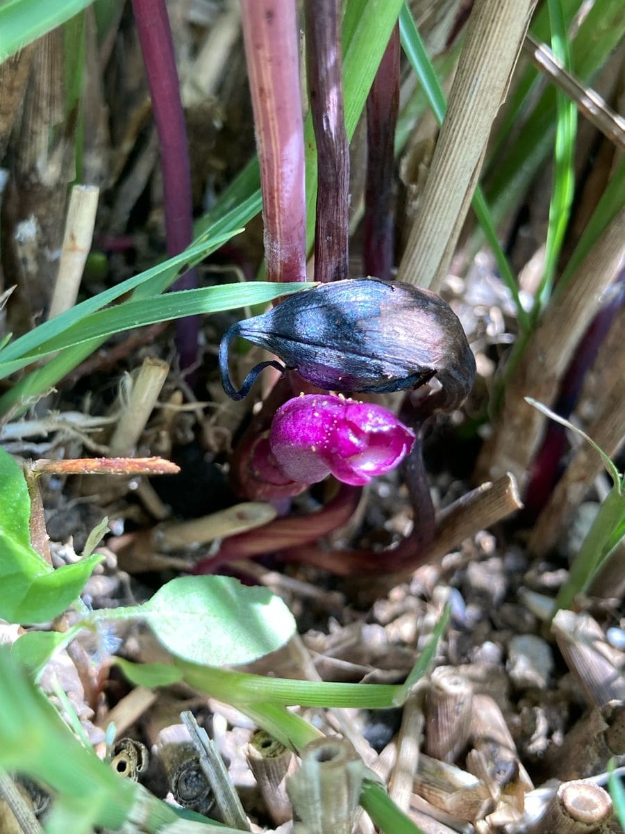 ナンバンギセル