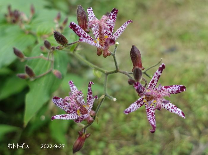 Natural Garden　私の庭　9/27