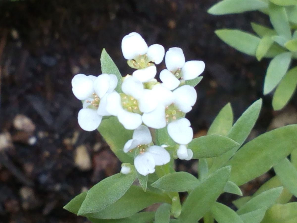 今日も白いお花を