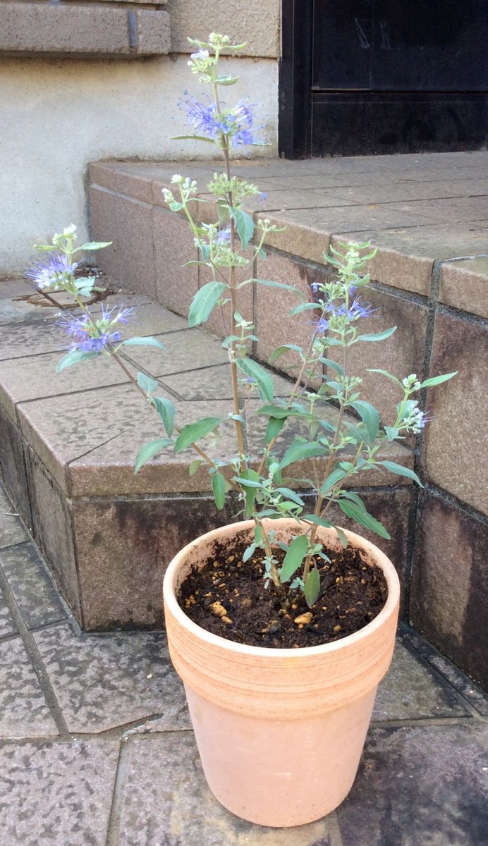 宿根草の植えつけ