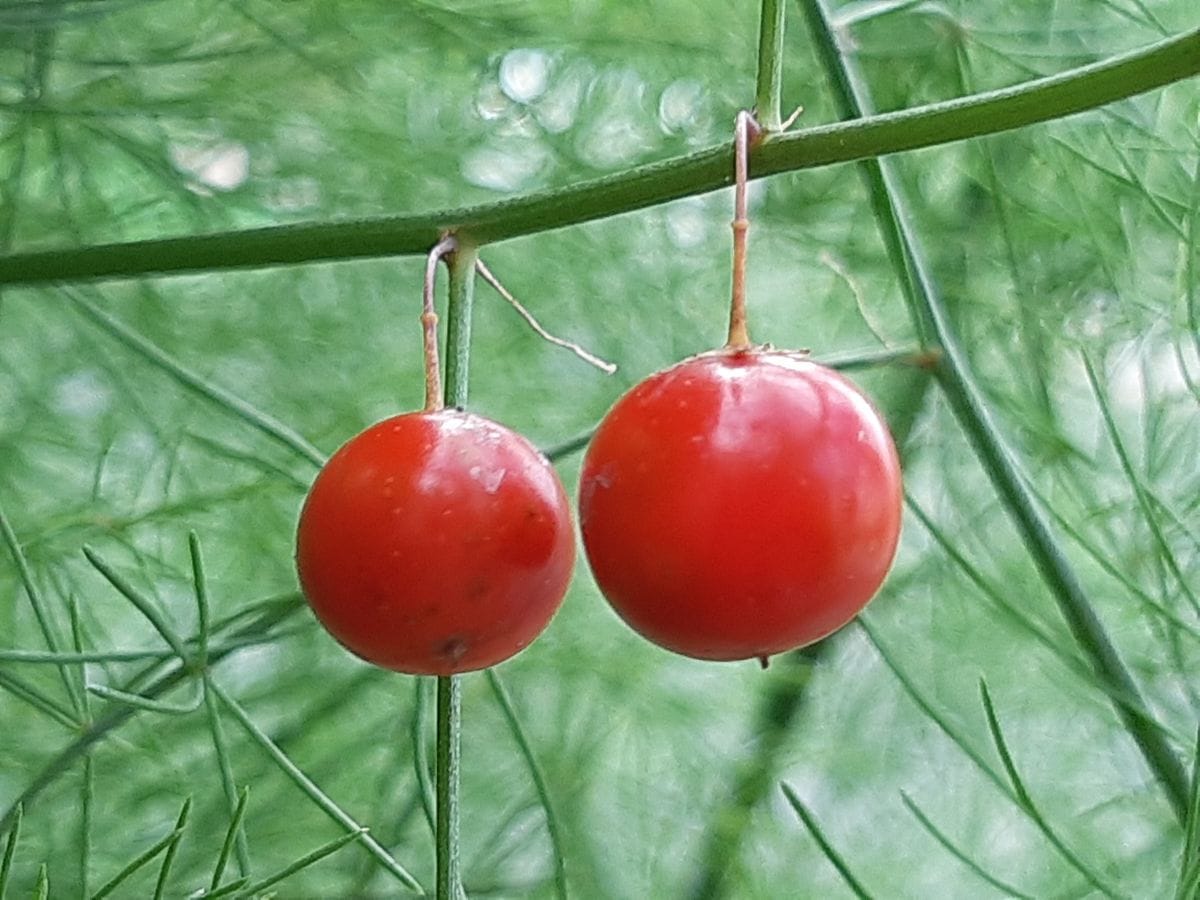 赤くて丸いもの🔴が好き💕