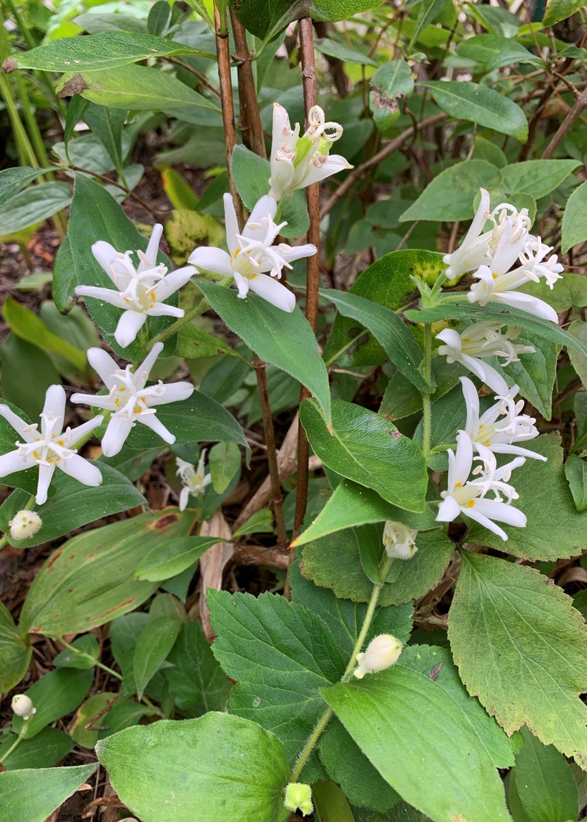 秋の白花さん達～！