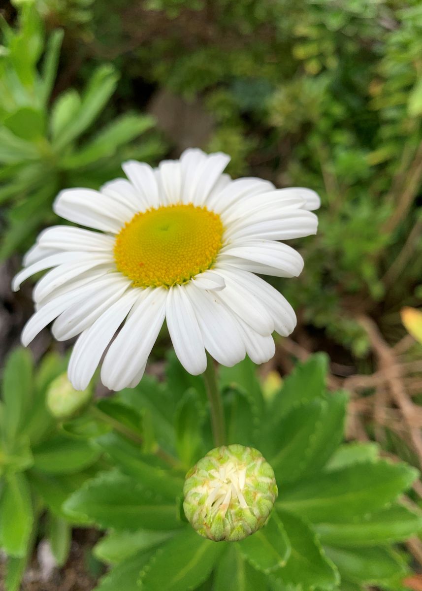 秋の白花さん達～！