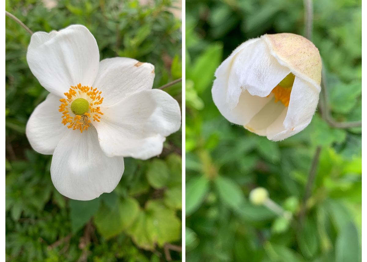 秋の白花さん達～！