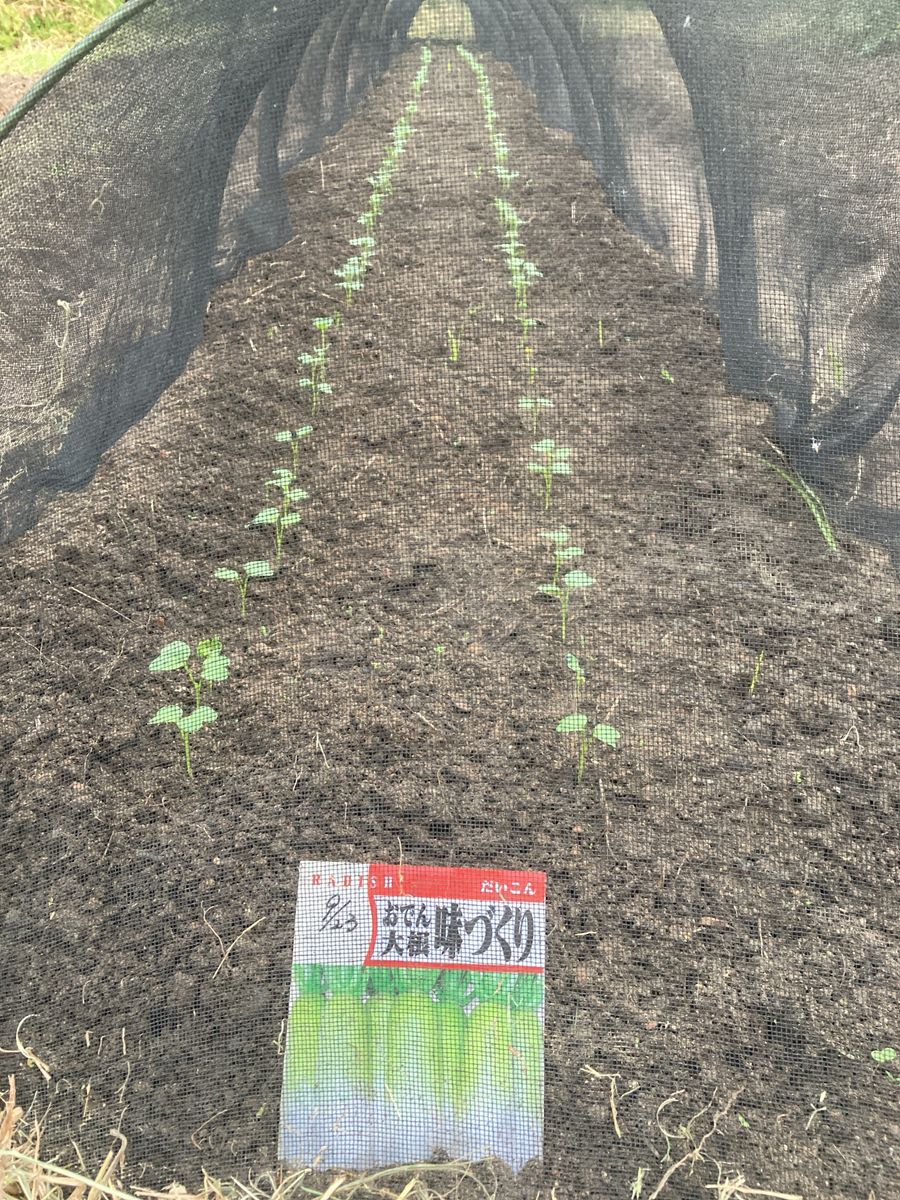 芽が出てきましたーー🌱🌱✨✨