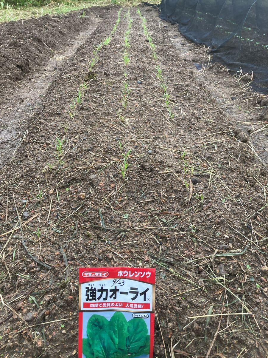 芽が出てきましたーー🌱🌱✨✨