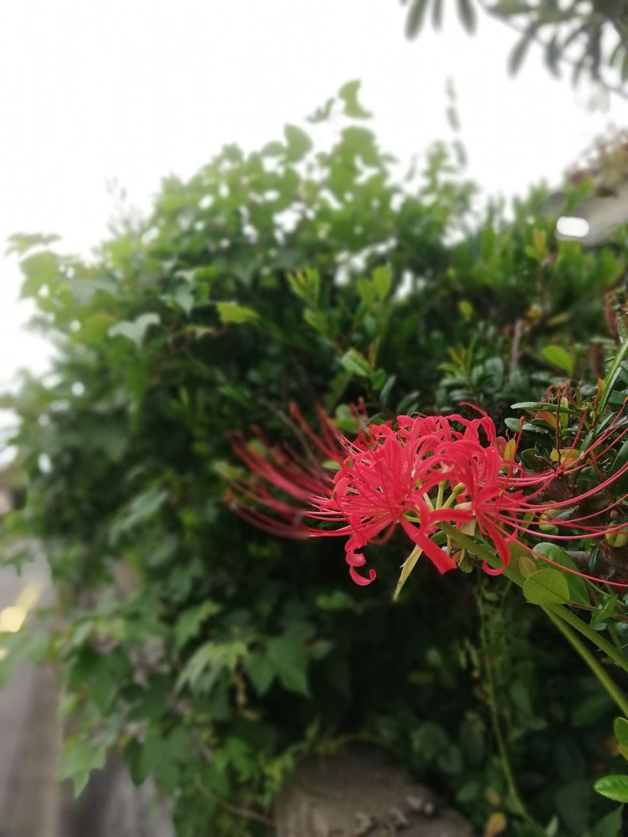 小雨。コンロンカ。彼岸花。ルリマツリ。