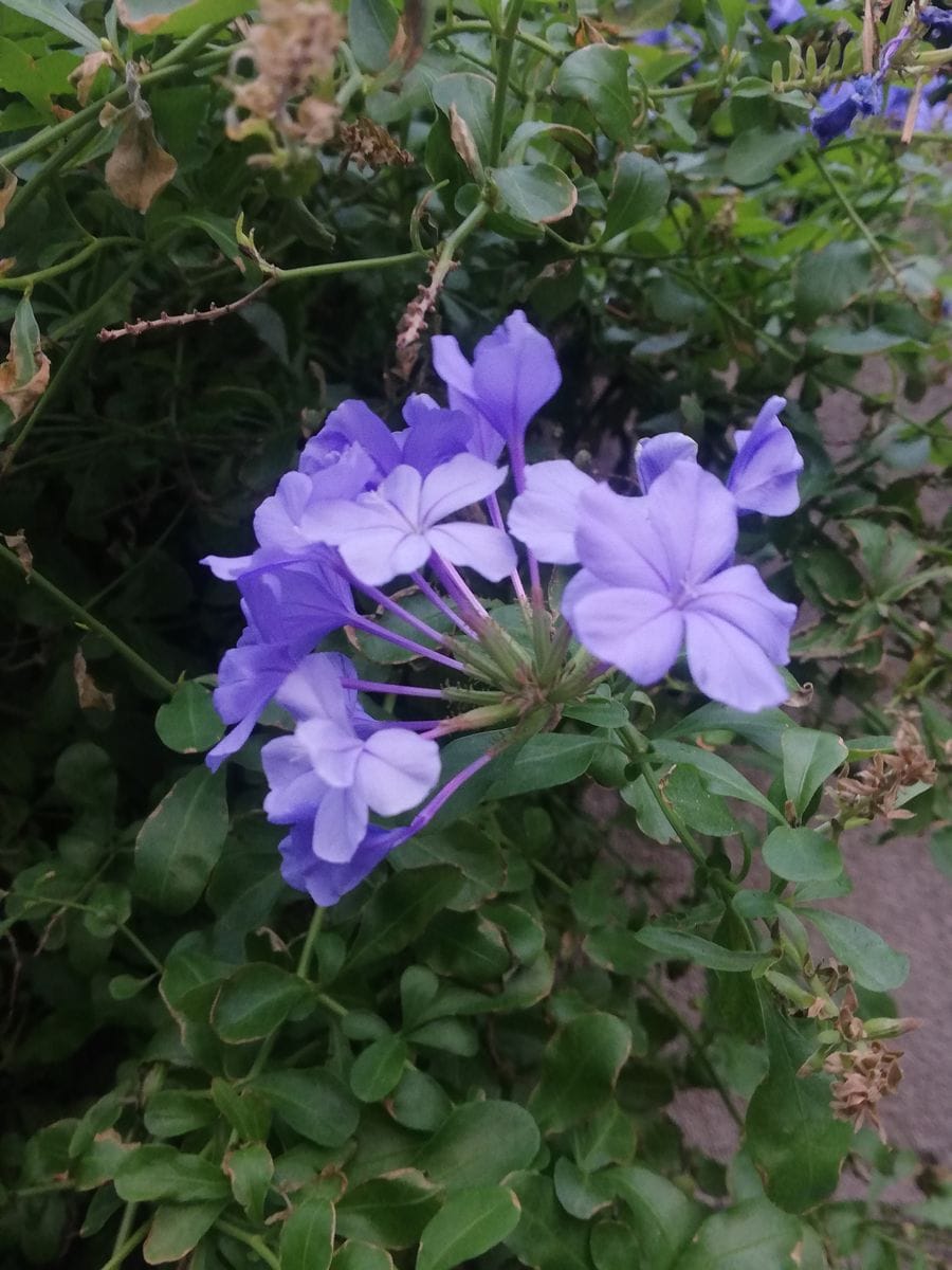 小雨。コンロンカ。彼岸花。ルリマツリ。