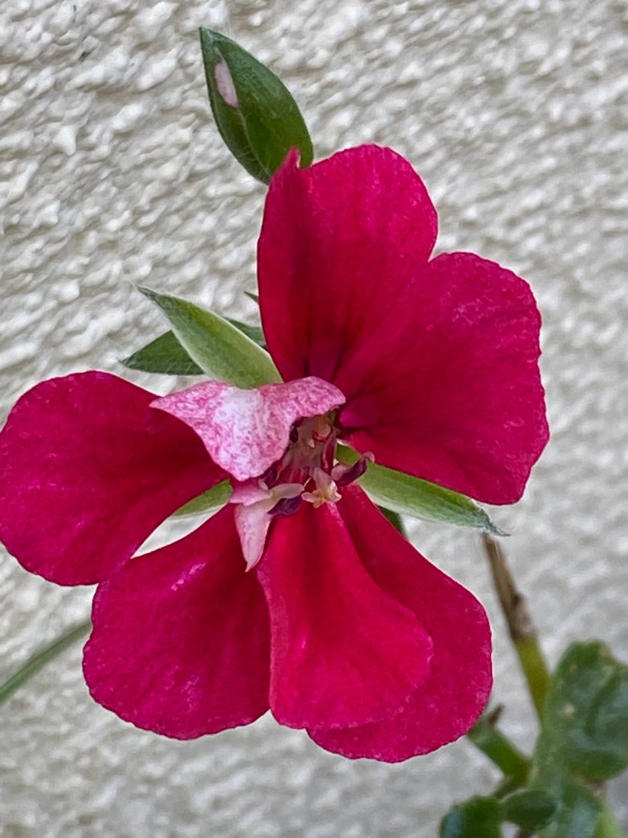 今日の花