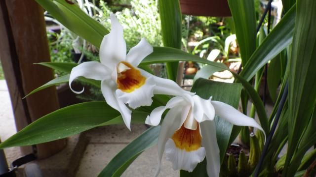 Coel.Mem.William Micholitz 'Burnhan'AM/RHS