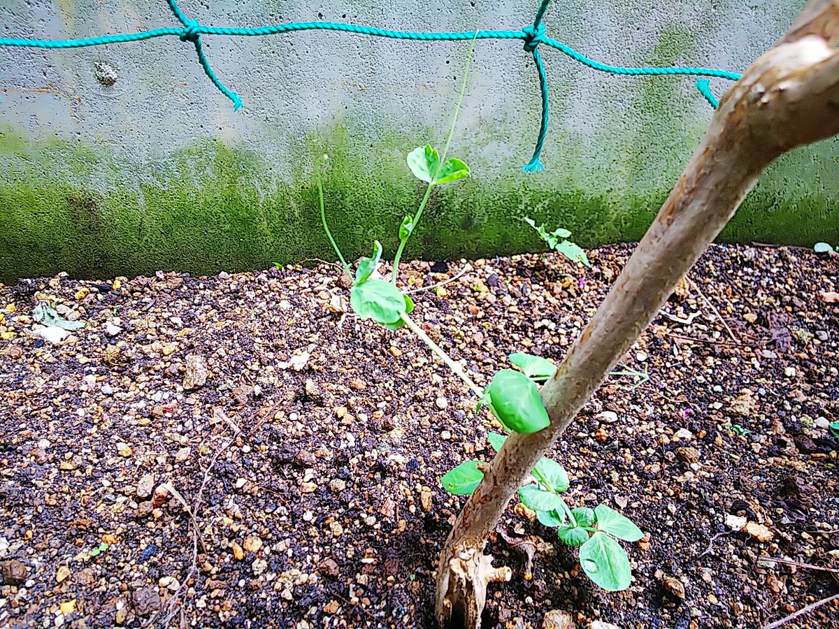 グリンピース🌱記録 育苗🌱