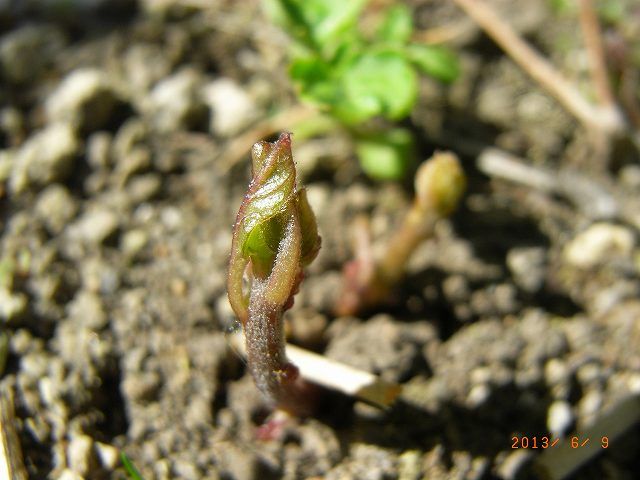 野草の芽５８