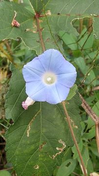 ＴＯＴＯの日記２８４　花・花・花