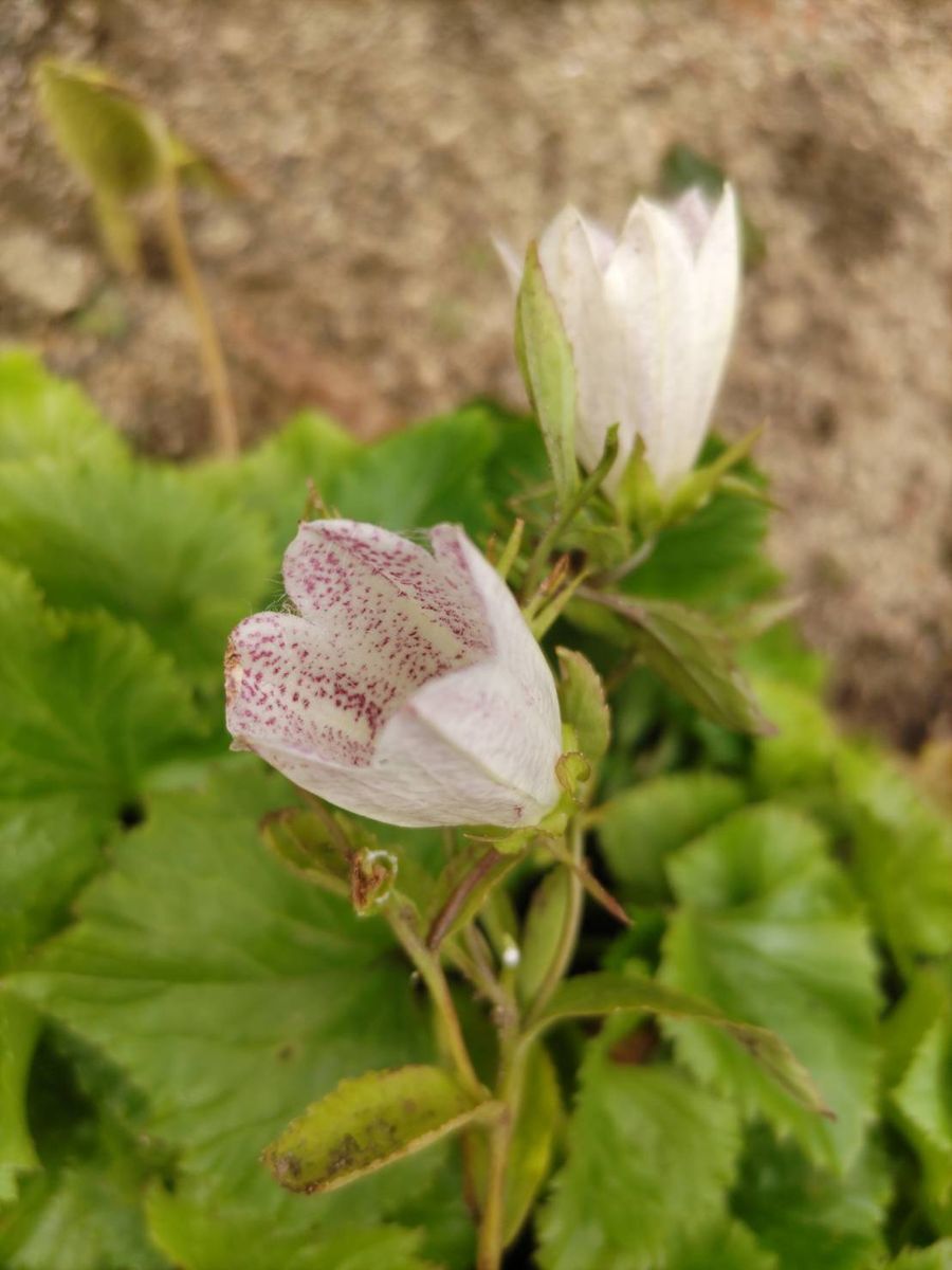 お久しぶりの花