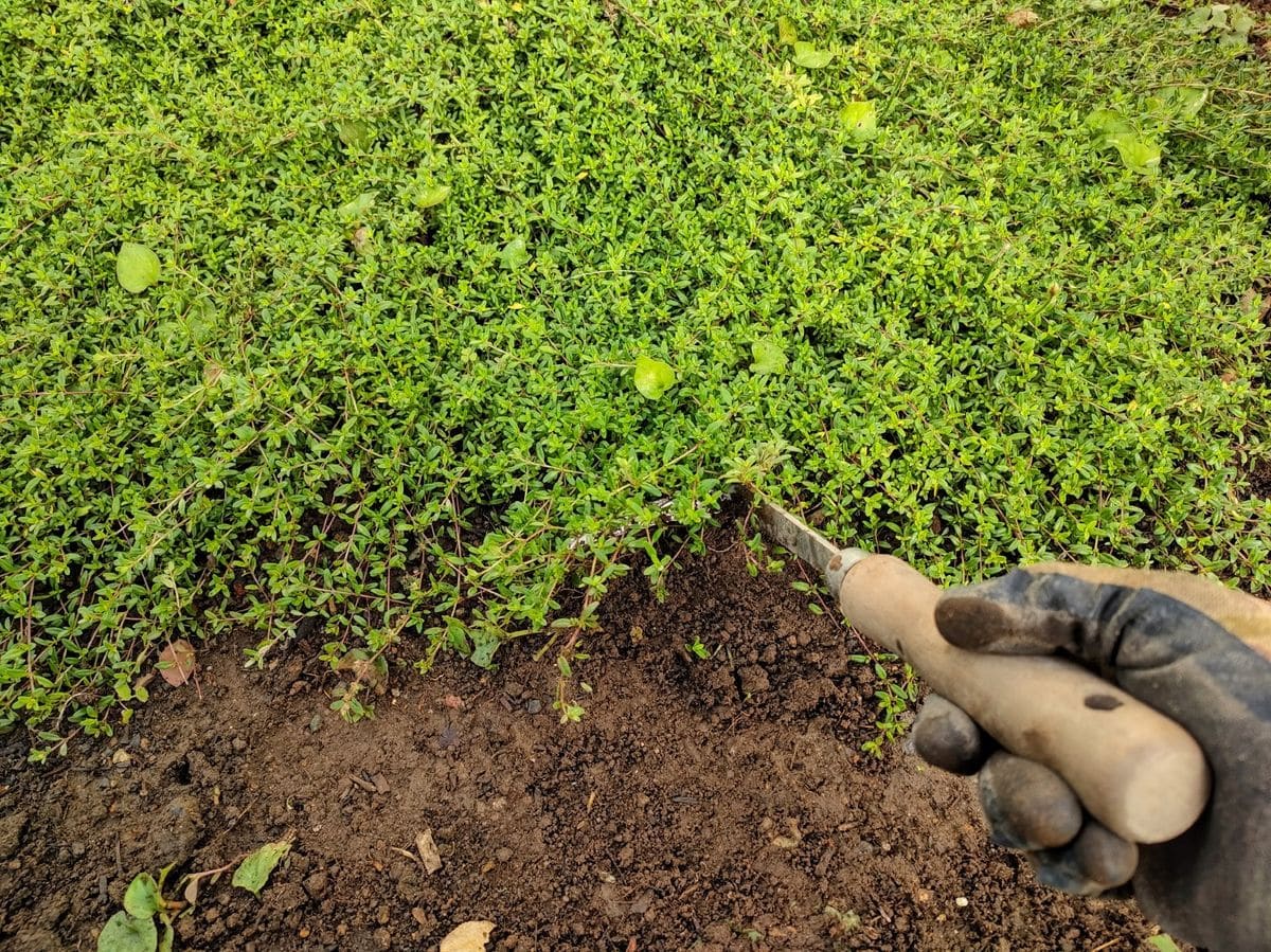 クリーピングタイムの手入れ🌱