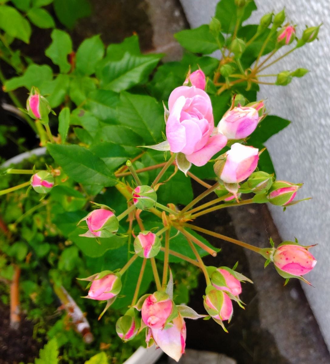 秋薔薇の開花🌹