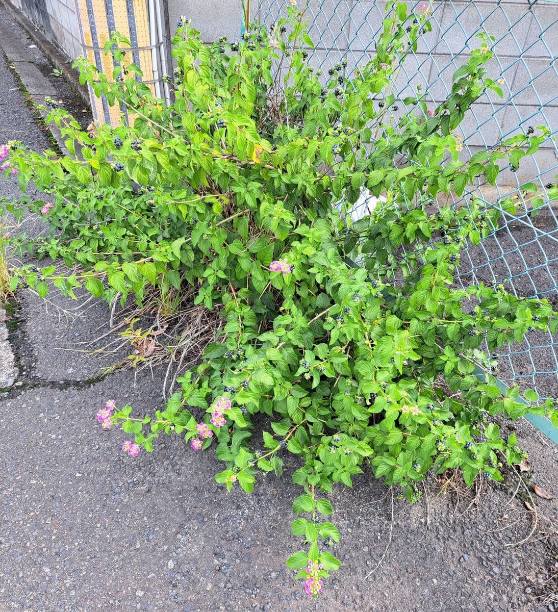 昨日はブドウで、今日は栗（虫の話あり）