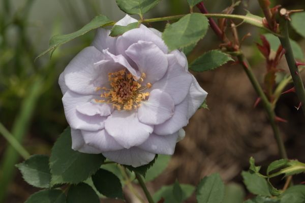 時間と共に開花が進むバラ