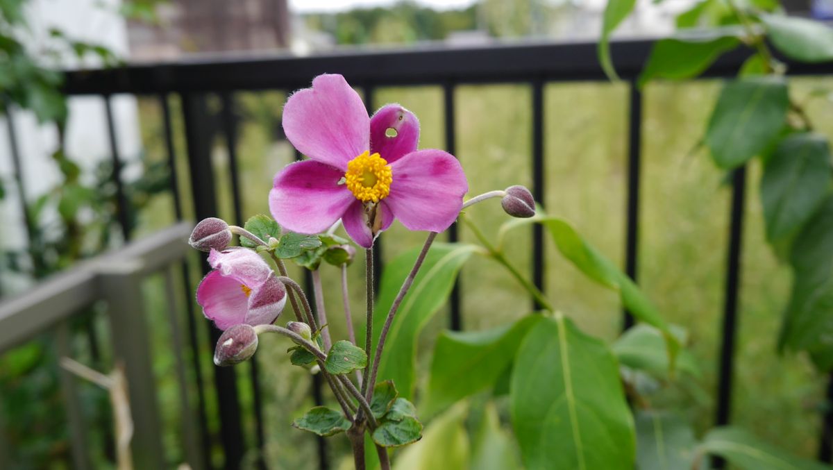 家にもやっと秋の花