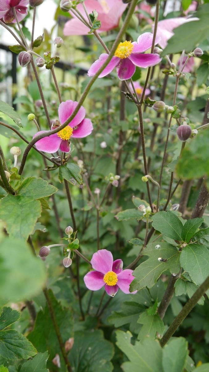 家にもやっと秋の花