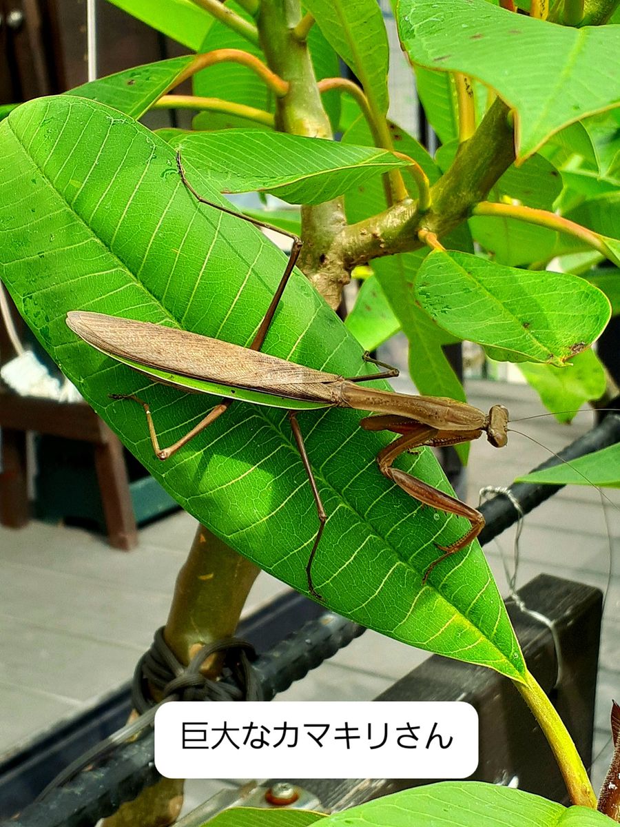 巨大なカマキリさん