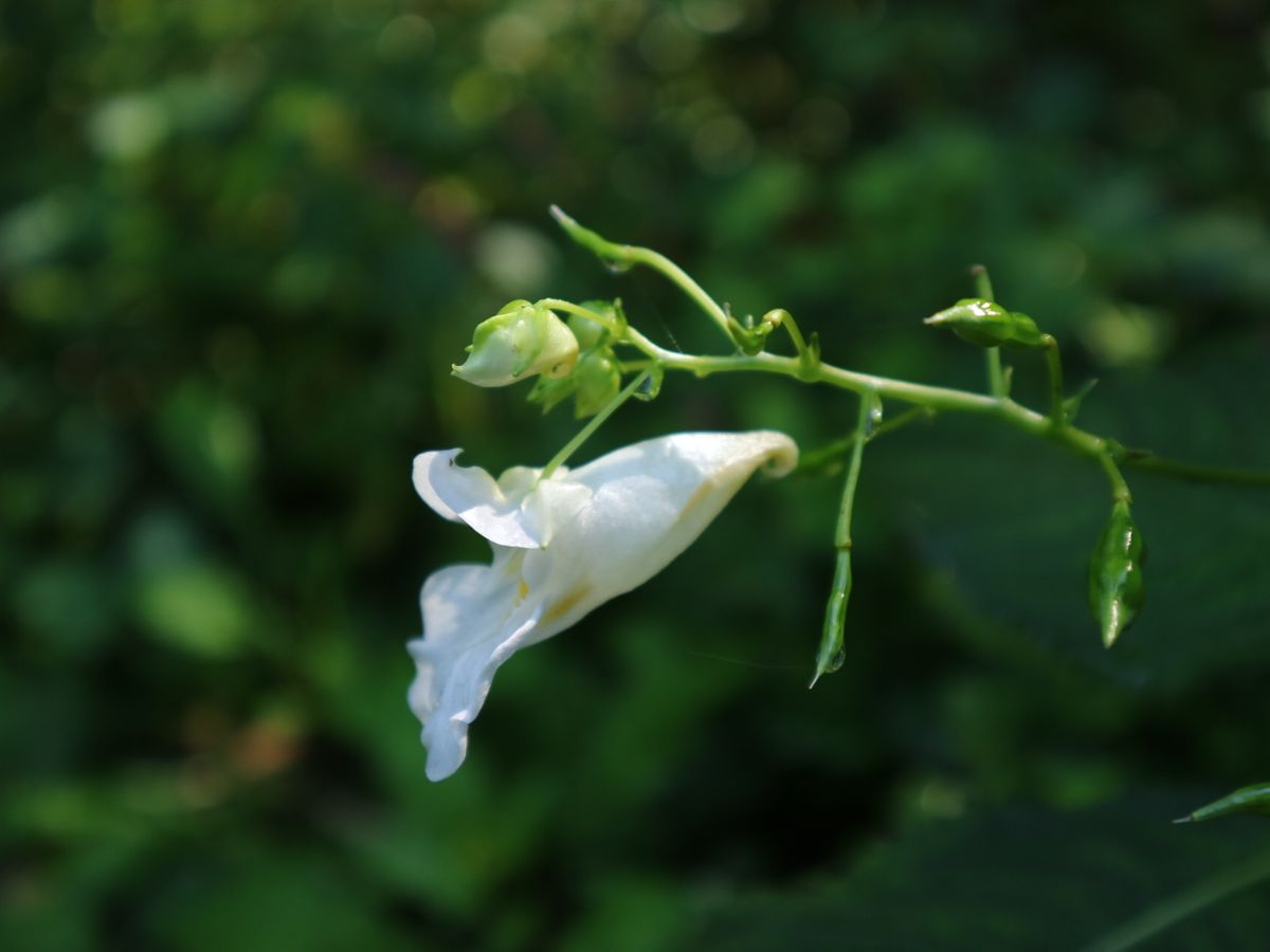 雪国植物園へ行ってきました