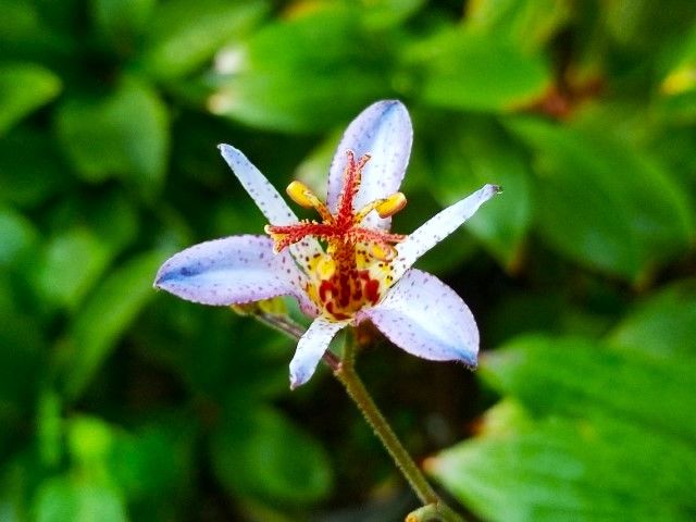 今朝の山野草