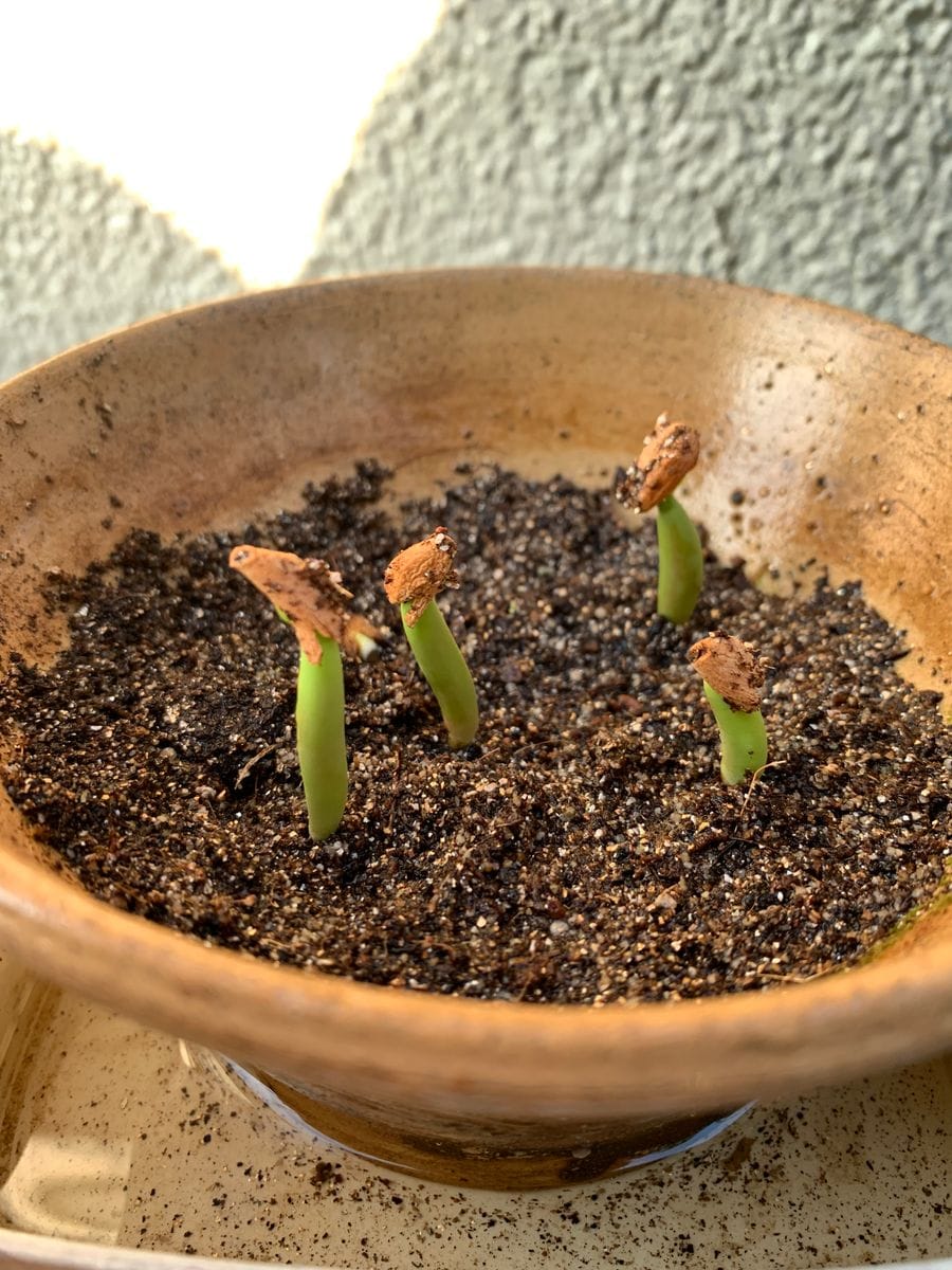 アデニウムなど🌱