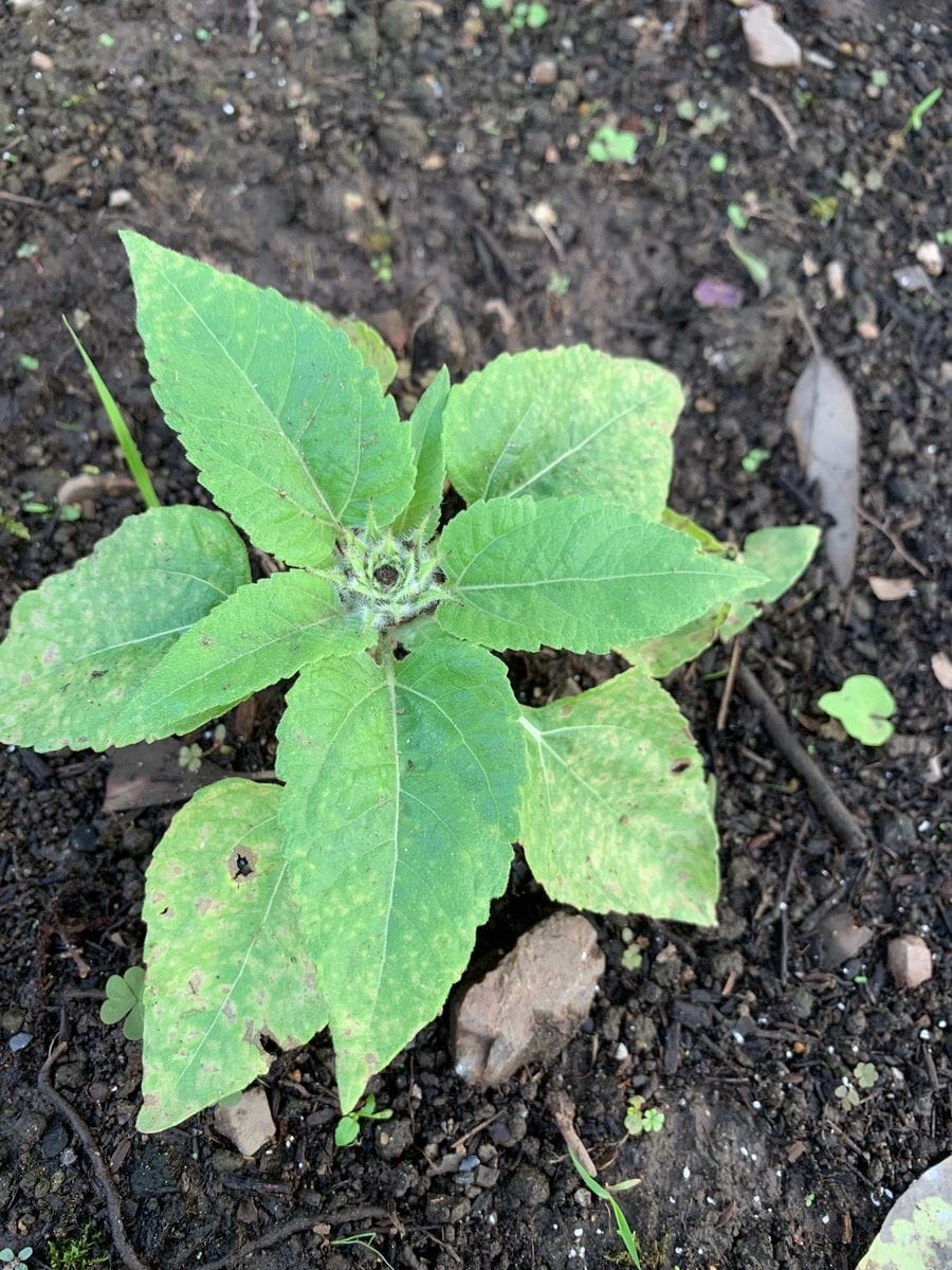 アデニウムなど🌱