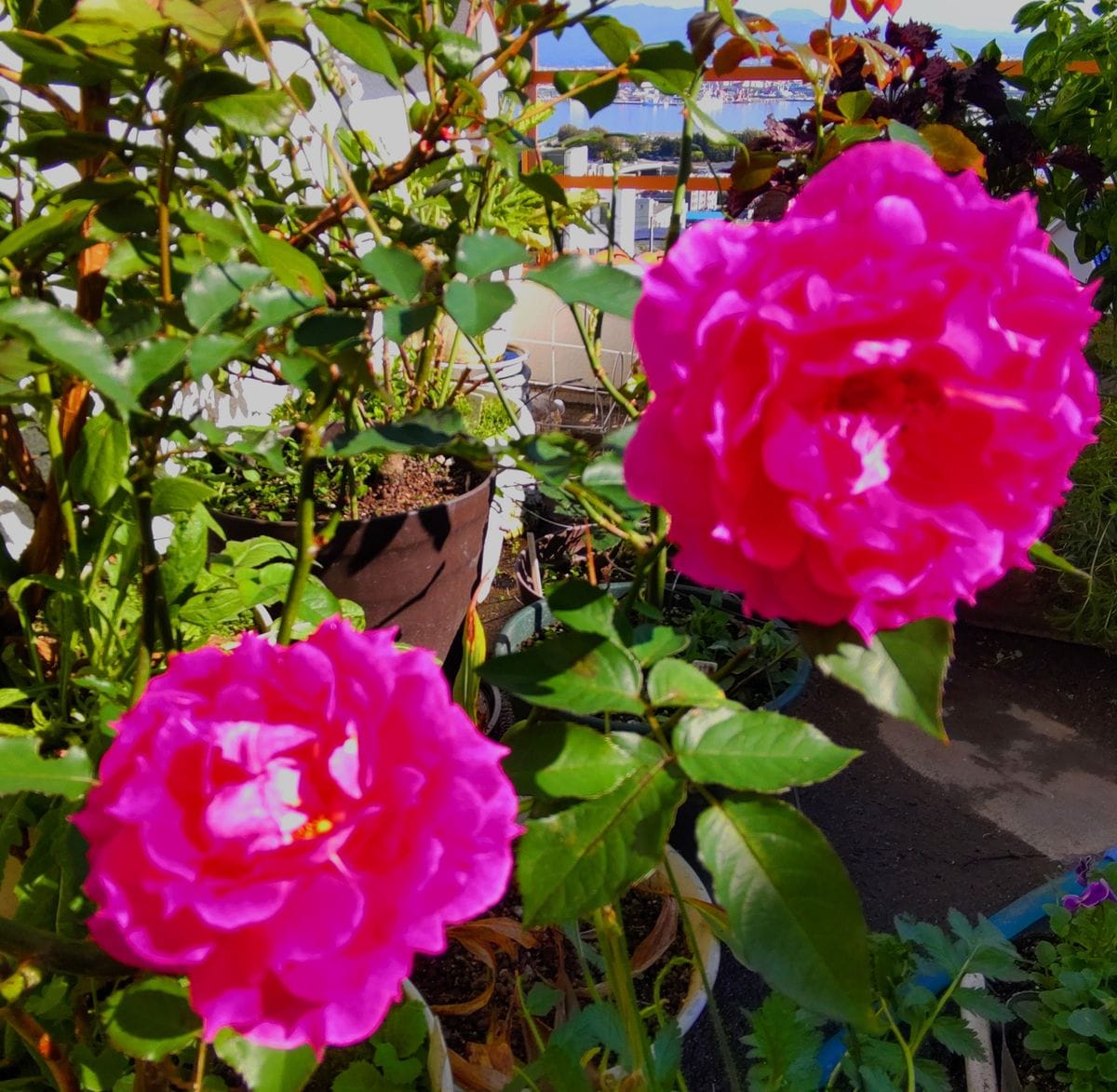 シェラザードが開花